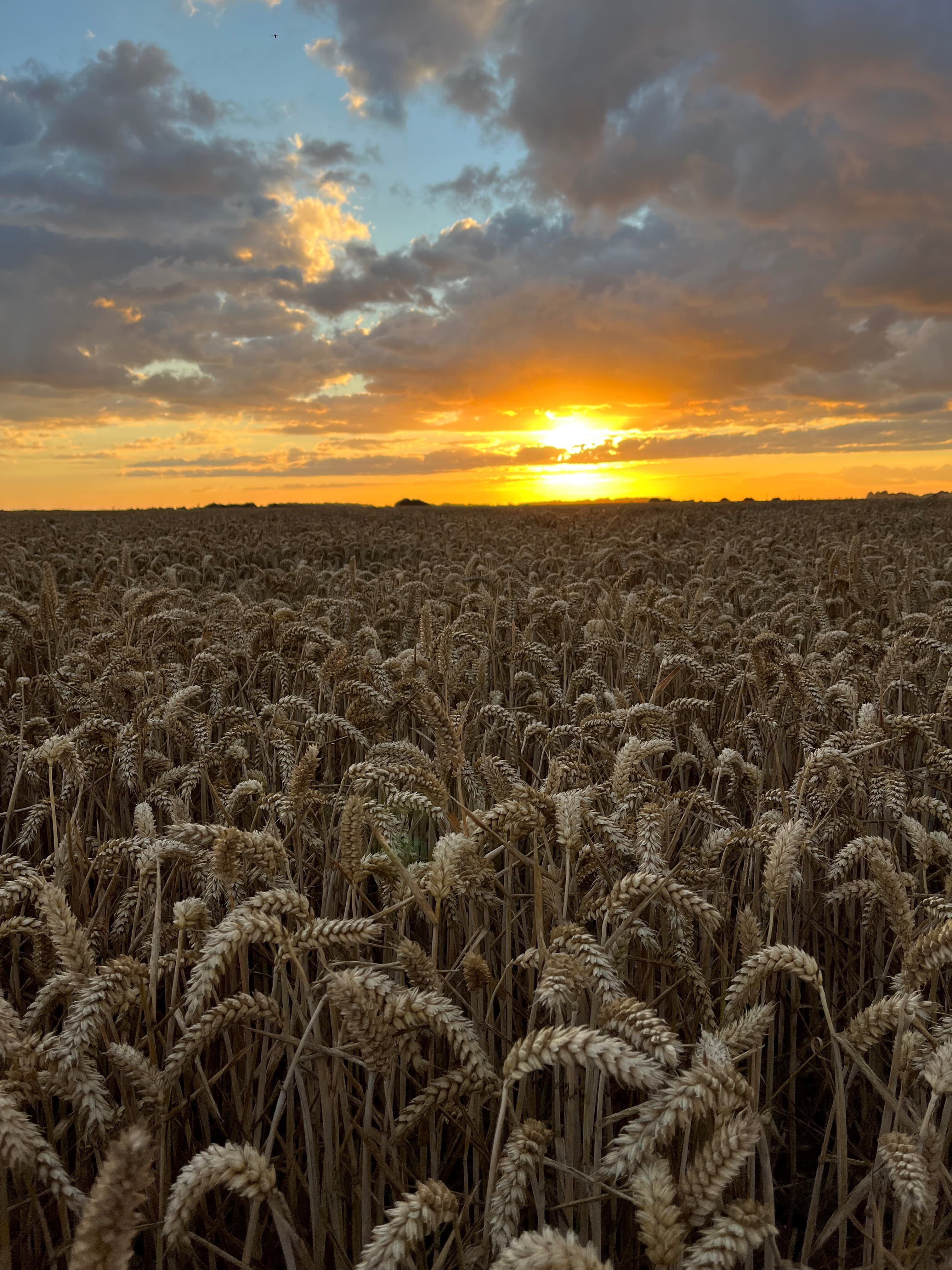 Harvest