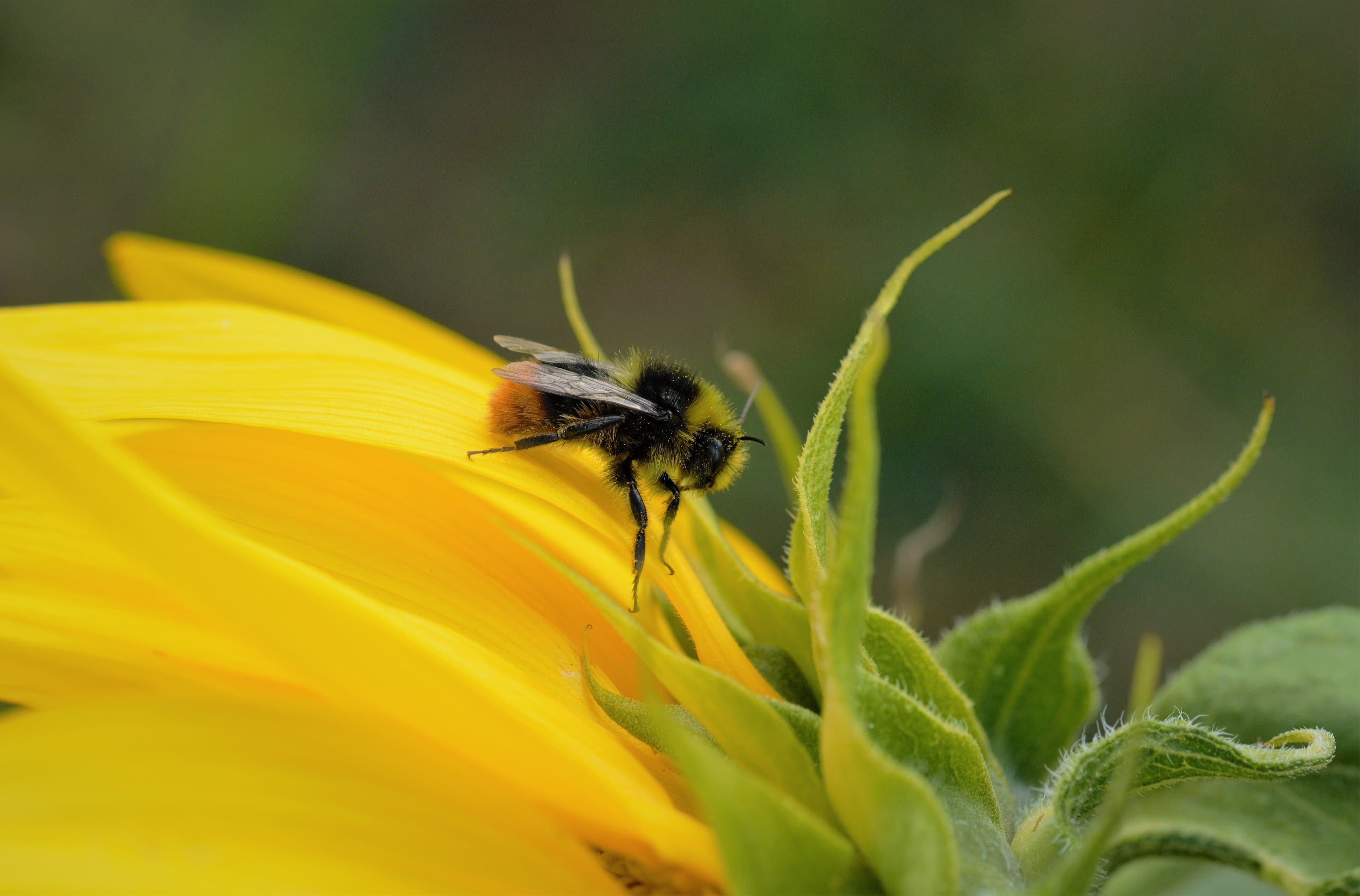 sunflowers