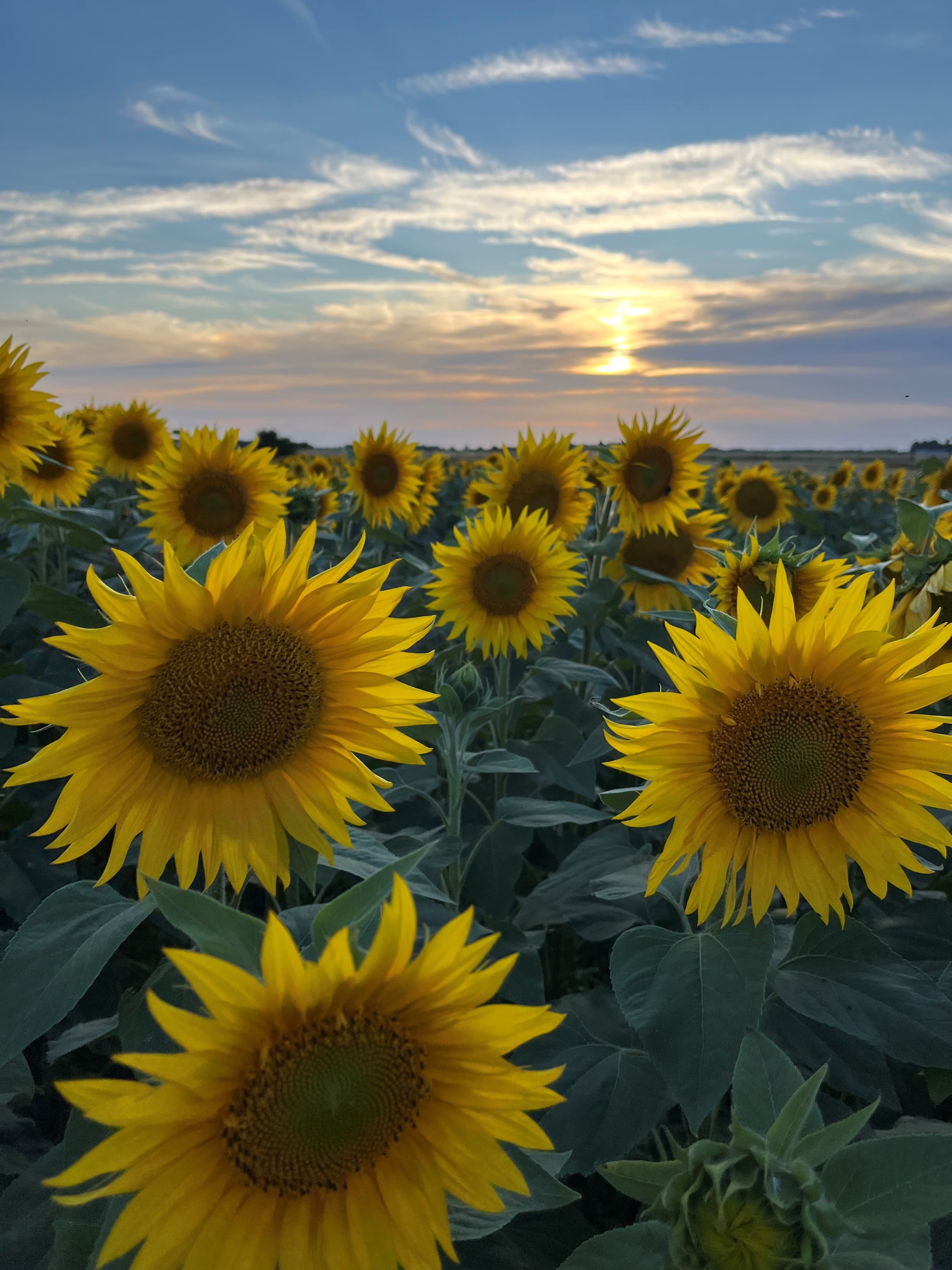 sunflowers