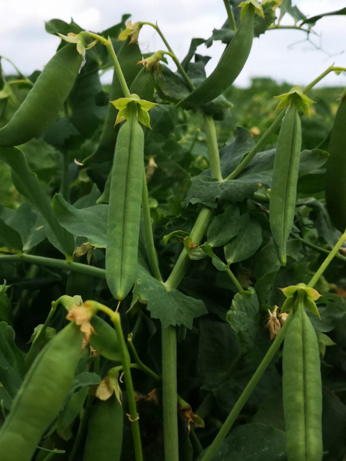 Pea Harvest has begun!