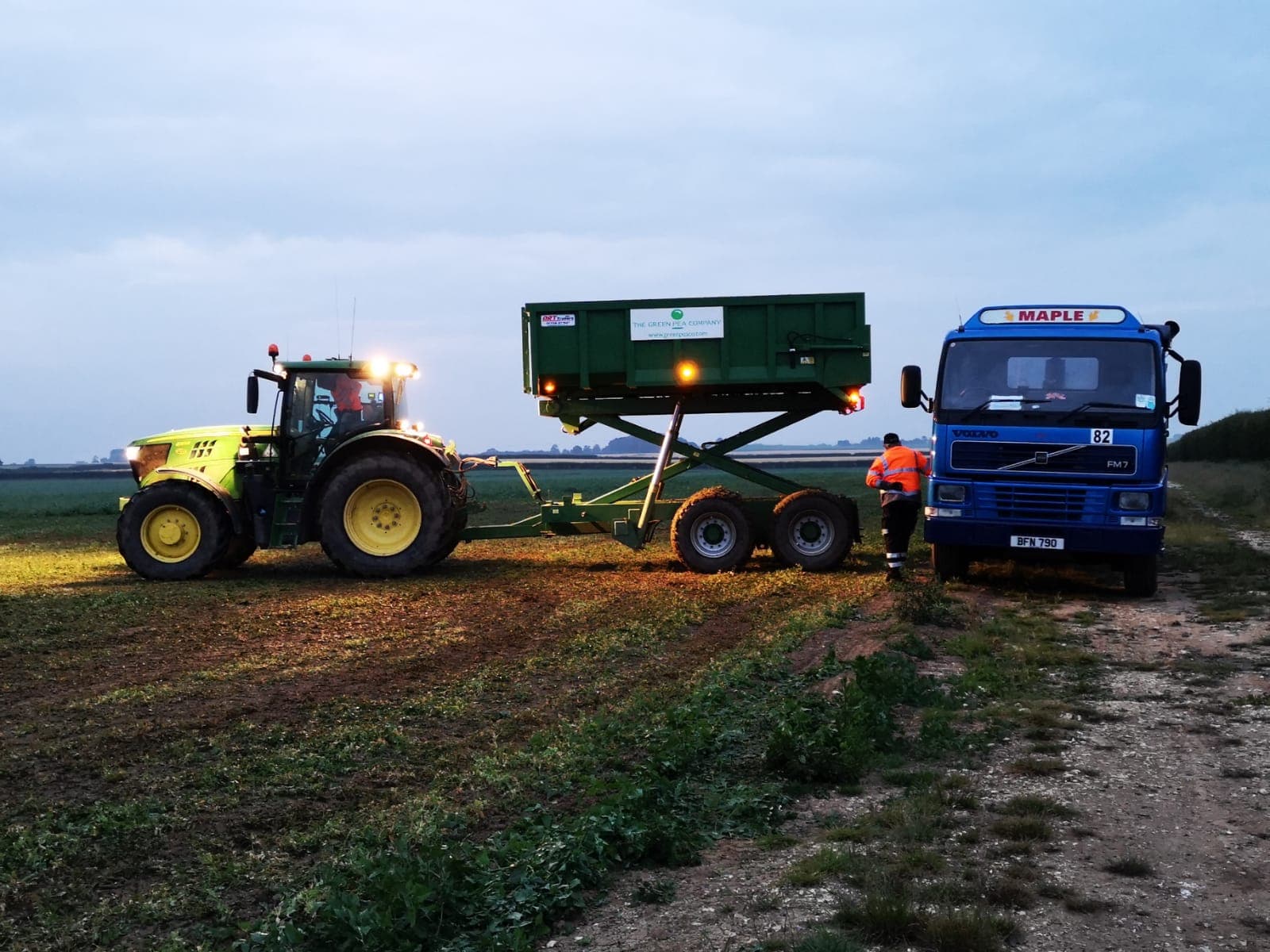 Peas Harvest has begun!